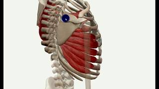 0234 Mięsień zębaty przedni  grupa powierzchowna mięśni klatki piersiowej [upl. by Ylak682]