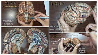 BRAIN  DETAILED MODEL WITH CLINICALS [upl. by Hecht]