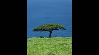 Juniperus brevifolia • Flores Island [upl. by Annoed]