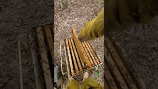 Trabalho com a abelha apis mellifera em meu apiário produção de própolis e mel [upl. by Griz]