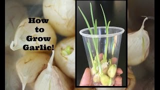 How to Grow Garlic [upl. by Inafets]