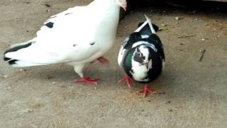 Pigeon Mating [upl. by Aurelie]