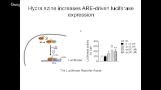 “Potential application of hydralazine a FDA approved antihypertensive drug for antiaging therapy” [upl. by Ihab]