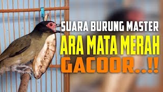 Suara Burung Ara Mata Merah  Burung Endemik NTT Yang Kian Langka [upl. by Ware]