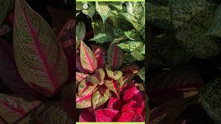 aglaonema plant care aglaonemaplant leafyplant indoorplant plantinfo [upl. by Sire]