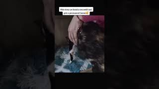 The Stray Cat Family Rescued Gets Parmanent Home1k cat cuteanimals rescue cutepets [upl. by Aerbua648]