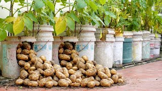 Great ways to grow potatoes at home easily and with lots of tubers [upl. by Gerardo]