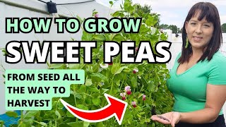 How To Grow Snow Peas Sweet Peas amp Snap Peas From Seed To Harvest peas vegetablegarden garden [upl. by Davidde]