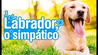 Labrador  Descubra tudo sobre a raça [upl. by Owen970]