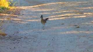 Greater Roadrunner in California Desert [upl. by Aveer]