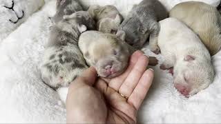 Introducing the Lilac Merle Lilac and Lilac Fawn French Bulldog Litter  Born June 7th 2023​ [upl. by Pammy]