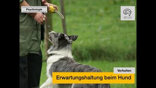 Erwartungshaltung beim Hund [upl. by Chantalle]