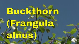 Trees Frangula alnus alder buckthorn glossy buckthorn or breaking buckthorn tree identification uk [upl. by Aenad]