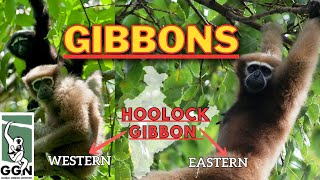 GIBBONS  Hoolock Gibbon in India  Western amp Eastern  UPSC  Environment  Wildlife education [upl. by Lesly]