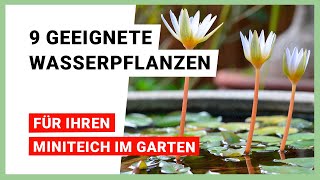 9 geeignete Wasserpflanzen fuÌˆr den Miniteich im Garten [upl. by Lyrpa35]