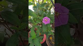 Rang badalti Begum tibouchina princessflower [upl. by Cynera]