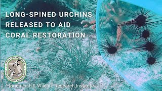 LongSpined Urchins Released to Aid Coral Reef Restoration Efforts [upl. by Salman]