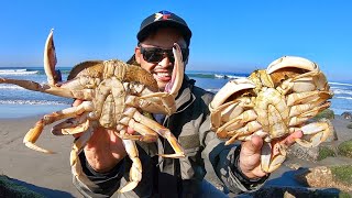 Catching Big Crabs on the Beach  Snaring [upl. by Batista419]