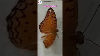 an injured butterfly shorts butterfly MD Esse nature Phalanta phalantha සමනලයා Sri Lanka [upl. by Nea]