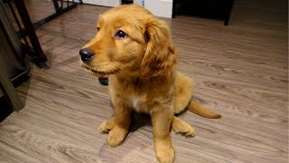 Red Golden Retriever  Morning Routine  9 weeks puppy  【ゴールデンレトリバー】 [upl. by Ejroj]