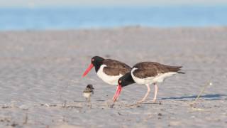 American Oystercatchers  4k Video [upl. by Onilecram381]