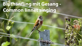 Bluthänfling mit Gesang  Common linnet singing  Carduelis cannabina [upl. by Anairam]