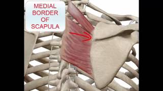 MUSCLE RHOMBOID MINOR amp MAJOR [upl. by Lednem]