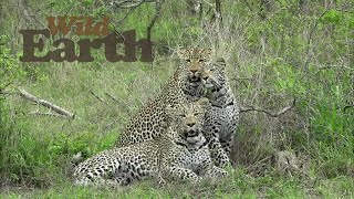 Leopard Family Portrait [upl. by Imij268]