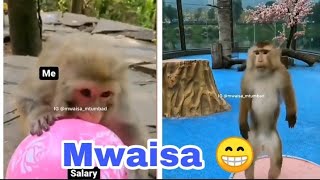 Mwaisa 😁😁vichekesho vunja mbavu Tanzania [upl. by Etnovad115]