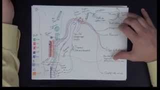 Neuroanatomy  Cranial Nerves IX X XI XII  Drawing the Pathways [upl. by Duahsar]