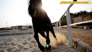 The Most Beautiful Arabian Horse [upl. by Gildus]