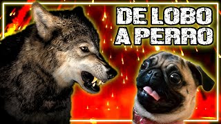 De Lobo a Perro Una Historia de Evolución Canis lupus familiaris [upl. by Geilich]