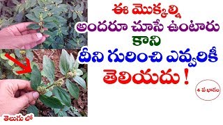 Euphorbia hirta  Asthma Weed  reddivari nanu balu uses in telugu  Telugu World Visite [upl. by Yert]