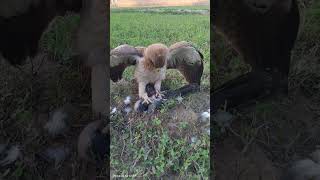 booted eaghal caught a big bird shorsvideo shorsvideo shorsvideo [upl. by Slocum]