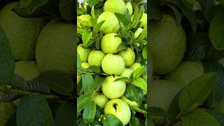 🌿How to grow Guava tree new technique of propagate guava tree using onion juice🧅 guava gardening [upl. by Orofselet]