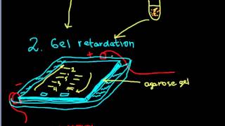 Identifying a protein binding sites on DNA molecule [upl. by Zabrina]