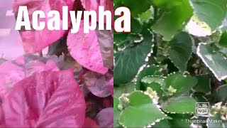 2 types of Acalyphacopperleaf How to grow by cutting [upl. by Cnahc]