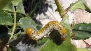 Falsa oruga del rosal False caterpillar of rosebush Arge rosae [upl. by Gnet]