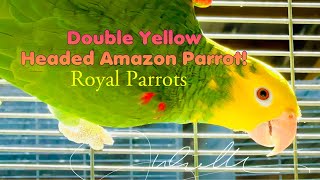 The Double Yellow Headed Amazon Parrot [upl. by Mayfield]