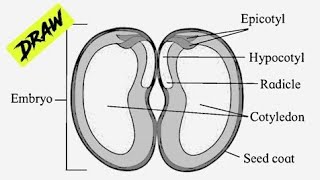 How to Draw Diagram for Seed and Fruit Development  Bean Seed Dicot labelled Diagram [upl. by Varini195]