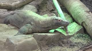 Komodovaraan  Zoo Antwerpen augustus 2019 [upl. by Anoerb]