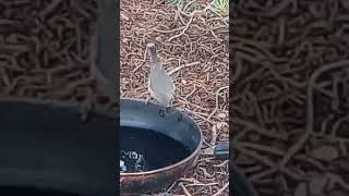 Tufted Titmouse  blessedlife wildlife nature birds [upl. by Zosima]