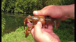 🦞 Pêche à LEcrevisse Ce Que Vous Devez Savoir 🦞 N°359 [upl. by Notneiuq]