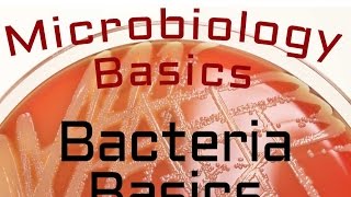 Bacteria Basics  Microbiology Lectures [upl. by Ynnattirb]