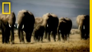 Revenge of the Elephants  National Geographic [upl. by Nwahsit]