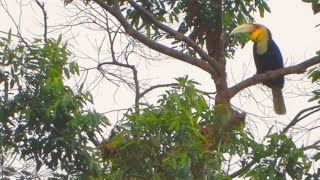 yellowbilled hornbill in a forest tree far away wildlife [upl. by Blaire]