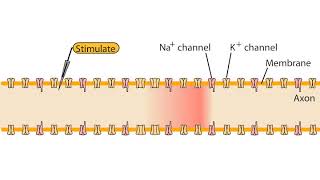 Impulse conduction in axons [upl. by Martinsen733]