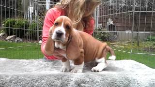 Gracies 7 wk european basset hound puppies [upl. by Zamora]