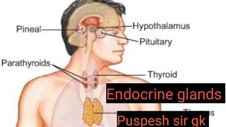 Endocrine glands [upl. by Adnawyek]