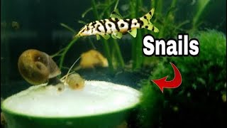 Using YOYO LOACHES and CUCUMBERS to combat snails [upl. by Aiveneg]